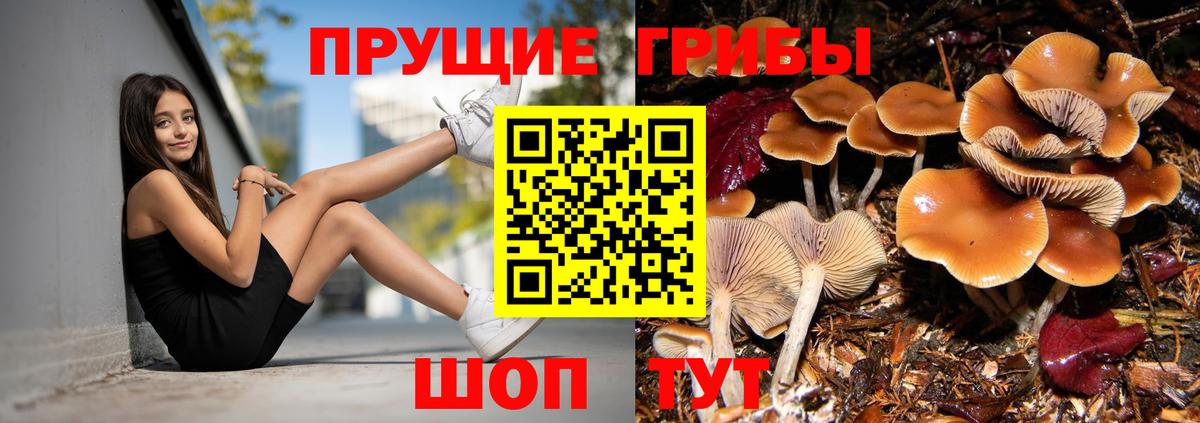 Галлюциногенные грибы Psilocybe Майкоп